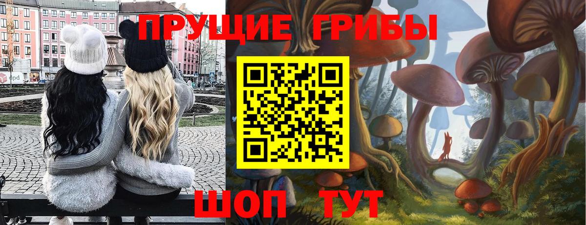 Ачхой-Мартан  Псилоцибиновые грибы Psilocybine cubensis  Вход с VPN 